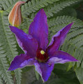 Clematis 1