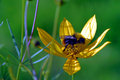 Bee and Flower Assimilation