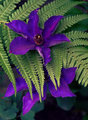 Clematis 2