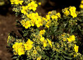When the gorse is flowering it's time to be loving