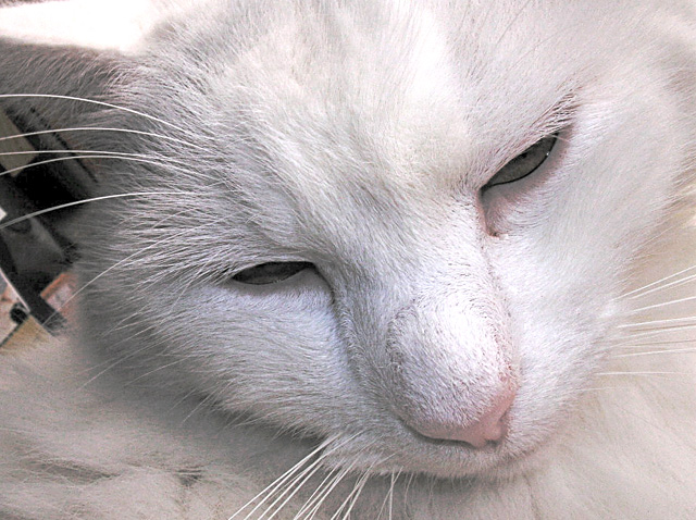Wild animal condescension