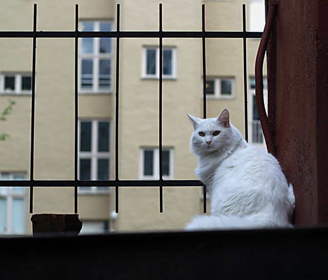 Quo Vadis?