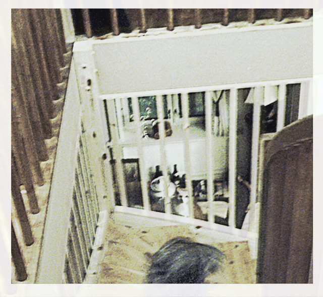 DSC_0009-(2)feline-geometry.jpg
