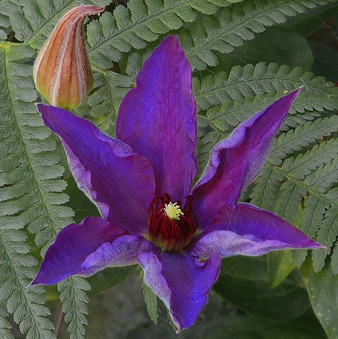 Clematis 1
