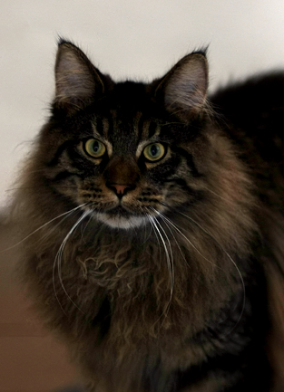 fergus
