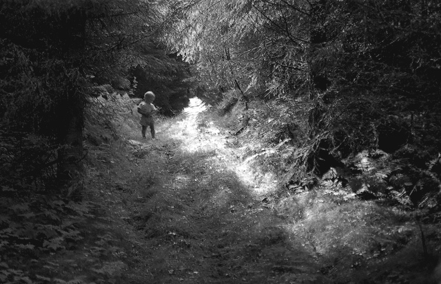 woods-one-evening