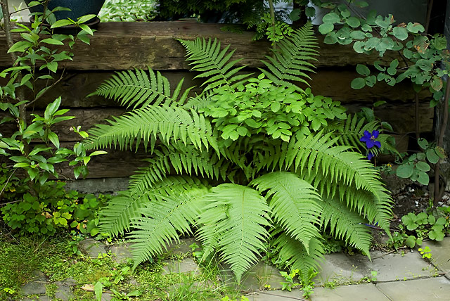 Herbacious Border