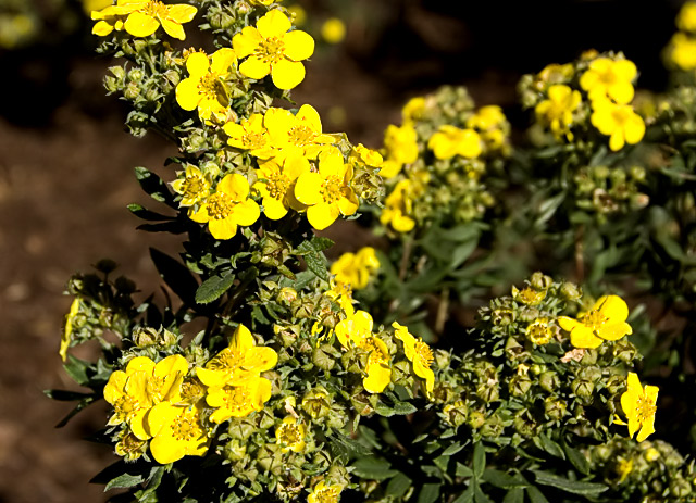 When the gorse is flowering it's time to be loving