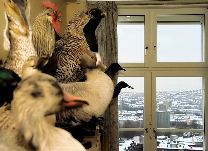 A Parlement of Foules