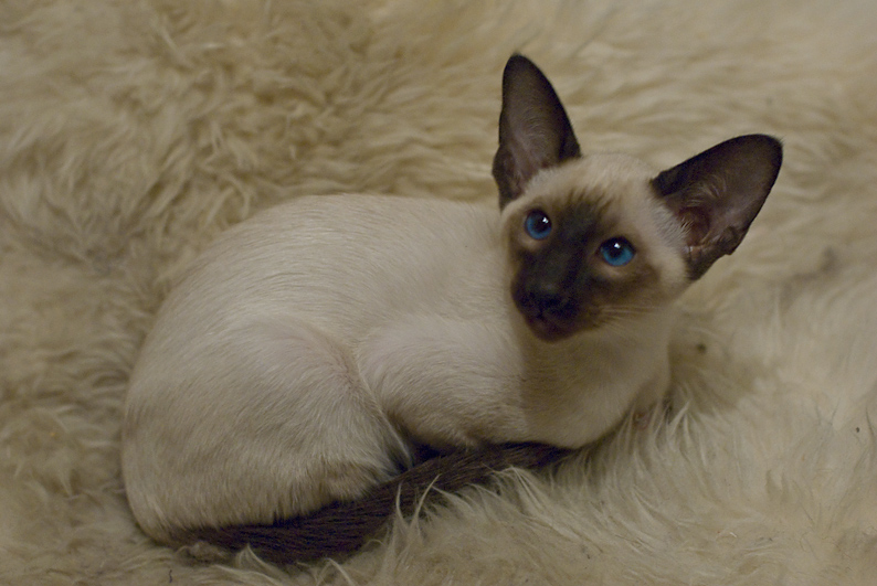 new cat