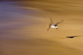 Flight of the Seagull
