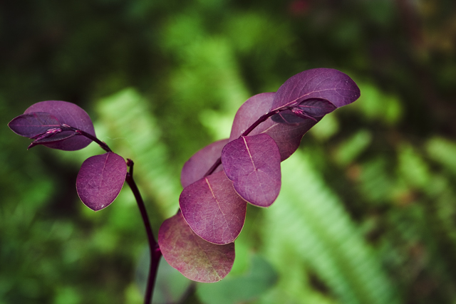 Purple Plant