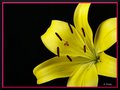 Portrait of a Lilly.jpg