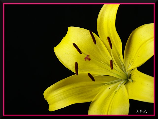 Portrait of a Lilly.jpg