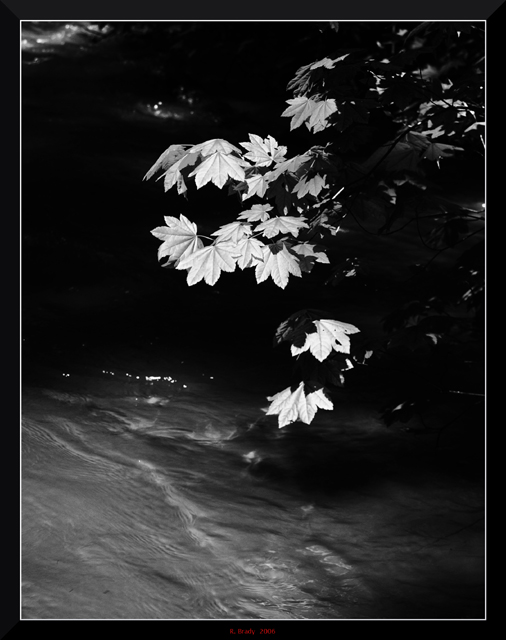Leaves