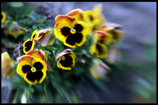 flowerblur.jpg