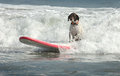 SURFING-DOG-170706-003.jpg