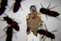 KILEER-BEES-210507-001.jpg