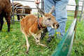 ROO-PET-170507-010.jpg