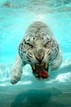 TIGER-SWIM-300507-001.jpg