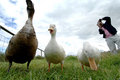 DUCKS-CHRIS-140807-001-DPC.jpg