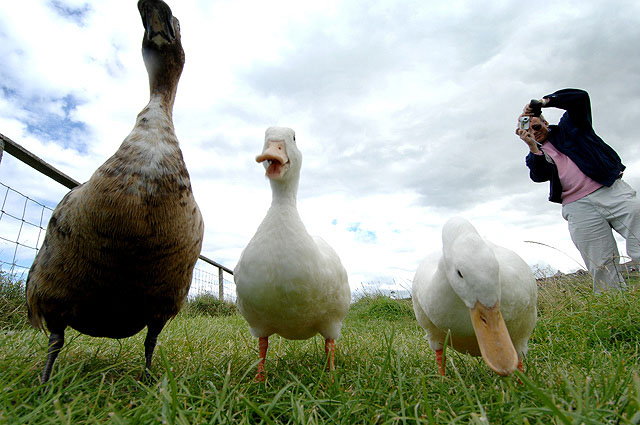 DUCKS-CHRIS-140807-001-DPC.jpg