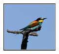 BEE-EATER.
