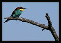 Bee-Eater2.jpg