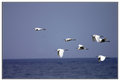 egrets.jpg