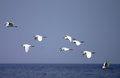 egret1.jpg