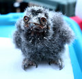 baby-owl-so-they-say.jpg