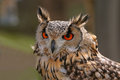 owl.jpg