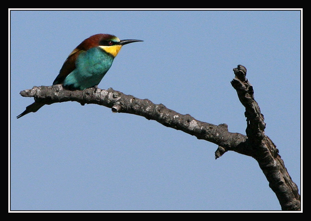 Bee-Eater2.jpg