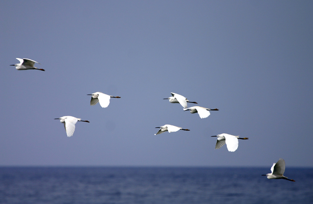 egret1.jpg