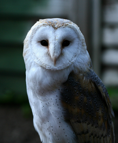 Barn-owl.jpg