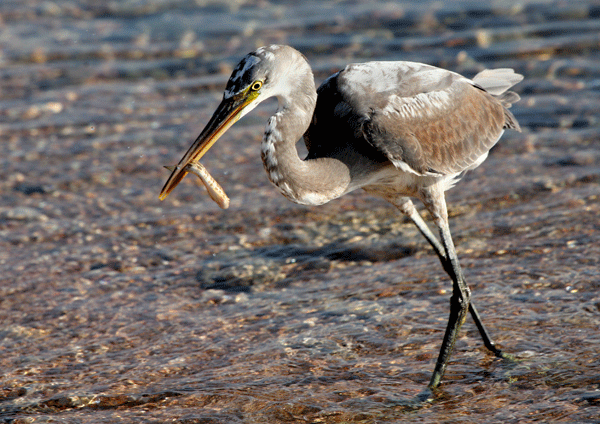 IMG_WADER.gif