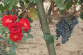 Merlot and Red Flower Detail