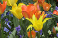 Tulips I