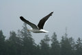 Seagull in Flight