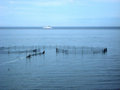 Fish Weir in the Bay of Fundy Off Grand Manan Island