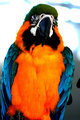 Orange Breasted Macaw