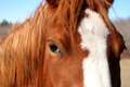 Horse Head 