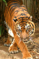 Bengal TIger