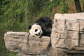 Great Panda Sleeping