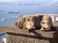 Barbary Apes