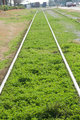 Branch Line