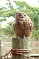 Eurasian Eagle Owl I