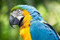 Macaw Profile