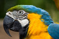 Macaw Closeup