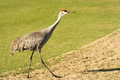 Sand Hill Crane I
